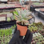Graptosedum francesco baldi