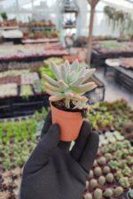 Graptosedum francesco baldi