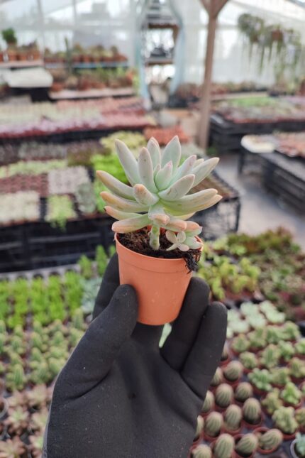 Graptosedum francesco baldi