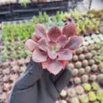 Echeveria painted frills