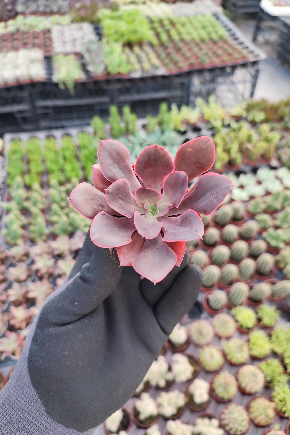 IMG_20260824_162204 Echeveria painted frills - Görsel 1