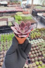 Echeveria painted frills - Görsel 2