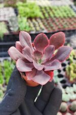 Echeveria painted frills - Görsel 3