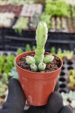 Euphorbia debilispina - Görsel 3