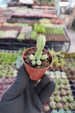 Euphorbia debilispina - Görsel 2