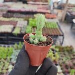 Euphorbia debilispina