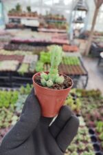 Euphorbia debilispina