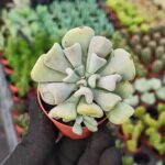 Echeveria Cubic Frost
