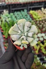 Echeveria Cubic Frost