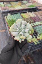 Echeveria Cubic Frost - Görsel 3