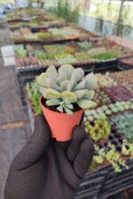 Echeveria Cubic Frost - Görsel 2