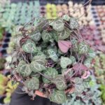 Ceropegia Woodii (Kalp Kalbe Karşı Çiçeği)