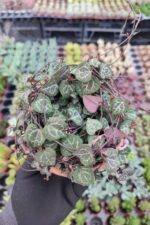 Ceropegia Woodii (Kalp Kalbe Karşı Çiçeği)