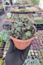 Ceropegia Woodii (Kalp Kalbe Karşı Çiçeği) - Görsel 2