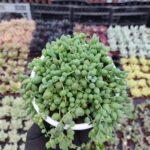 Senecio Rowleyanus – Tesbih Çiçeği