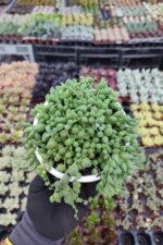 Senecio Rowleyanus – Tesbih Çiçeği