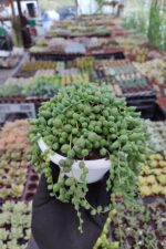 Senecio Rowleyanus – Tesbih Çiçeği - Görsel 2