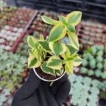 Crassula sarmentosa Variegata (Sarkan Tür)