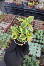 Crassula sarmentosa Variegata (Sarkan Tür)