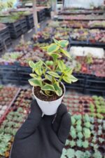 Crassula sarmentosa Variegata (Sarkan Tür) - Görsel 2