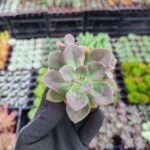 Echeveria Chroma Sukulent