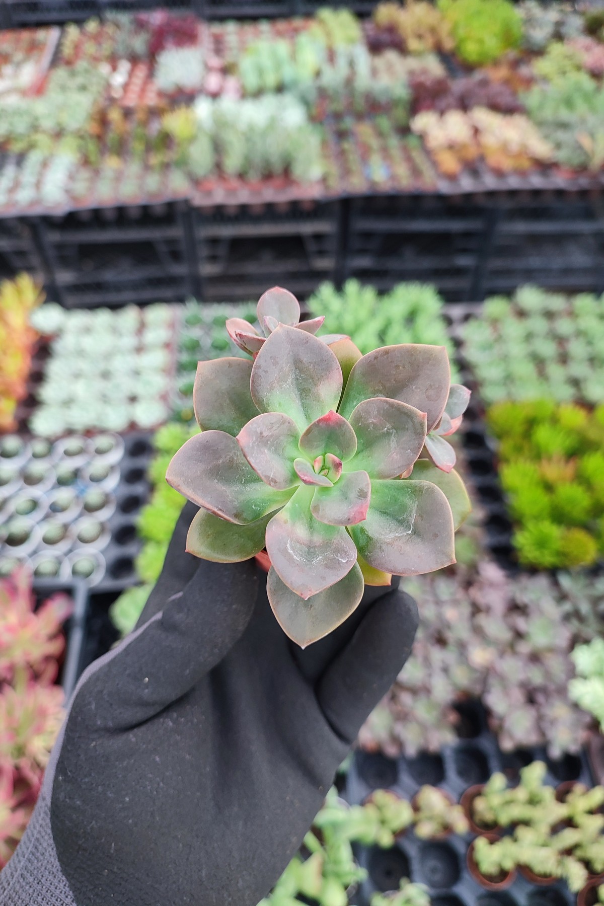 IMG_20260824_170520 Echeveria Chroma Sukulent - Görsel 1
