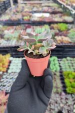 Echeveria Chroma Sukulent - Görsel 2