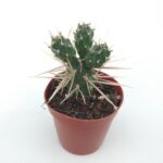 Opuntia Ssp. Kaktüs