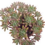 Echeveria Set Oliver