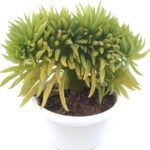 Peperomia Nivalis Cristat Sukulent