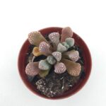 Titanopsis primosii