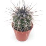 Pachycereus pringlei