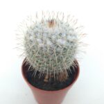 Mammillaria senilis