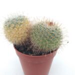 Mammillaria senilis variegata