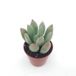 pachyveria royal flush