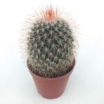 Mammillaria Spinossima