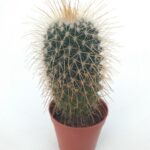 Kanca Dikenli Kaktüs