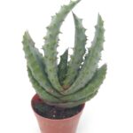 Aloe marlothii