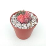 Gymnocalycium GB2178
