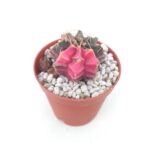 Gymnocalycium GB2178 hybırd