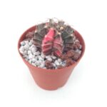 Gymnocalycium GB2178 hybırd