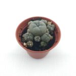 Lophophora williamsii