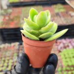 Crassula argyrophylla var. swaziensis