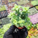 Crassula Perforata