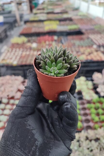 Sinocrassula yunnanensis