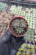 Sinocrassula yunnanensis