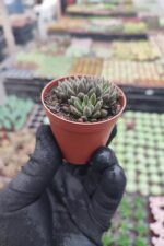 Sinocrassula yunnanensis - Görsel 2