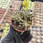 Sinocrassula yunnanensis