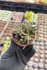 Sinocrassula yunnanensis