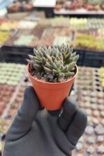 Sinocrassula yunnanensis - Görsel 2